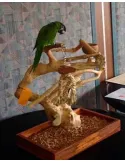 Parque de juego Java Mini Tree Medium