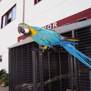 Voladero para loro 2x1 metros 