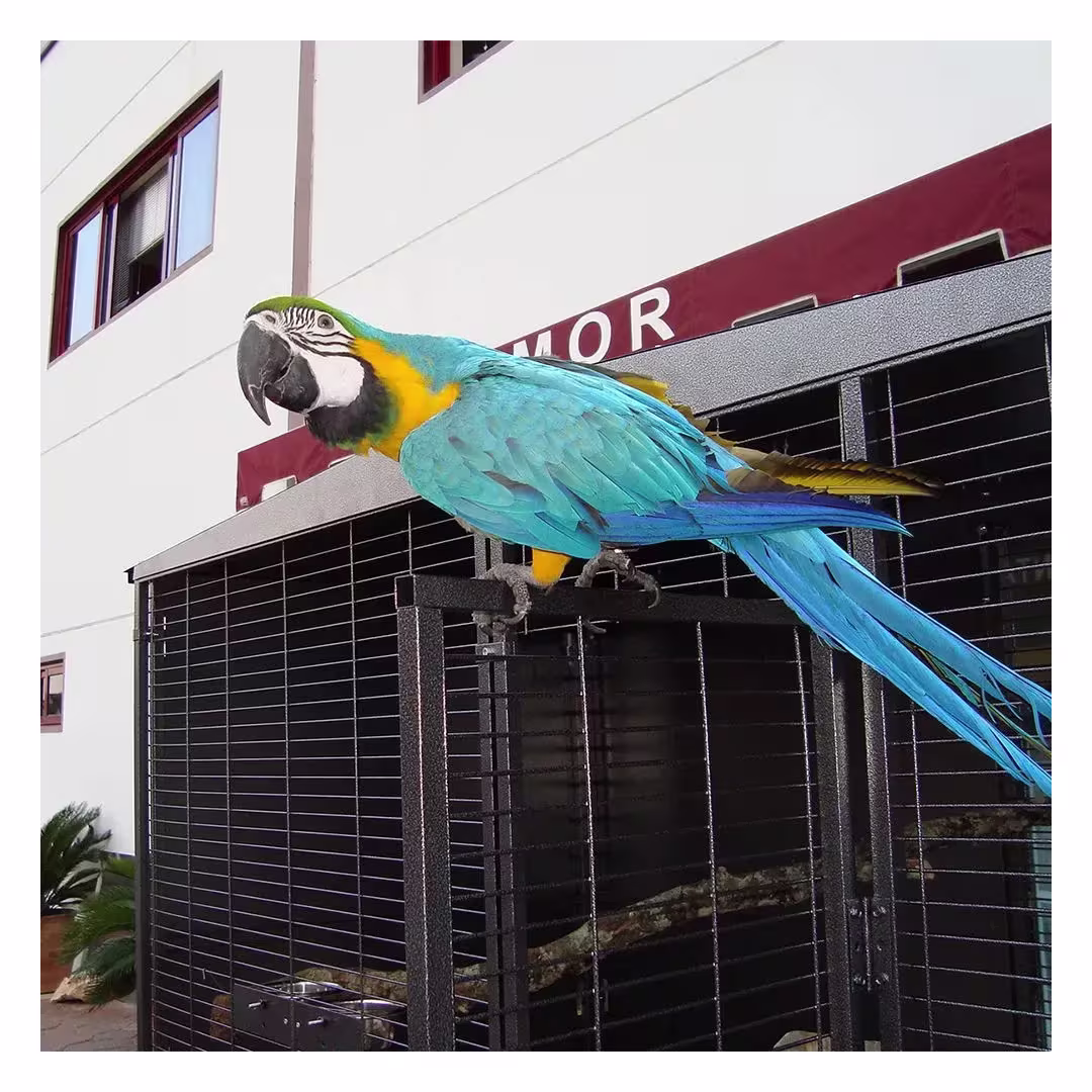 Voladero para loro 2x1 metros 