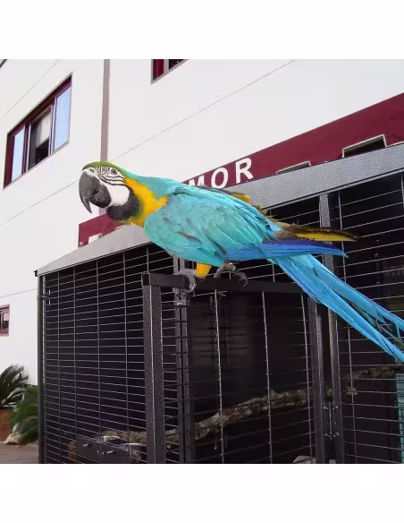 Voladero para loro 2x1 metros 