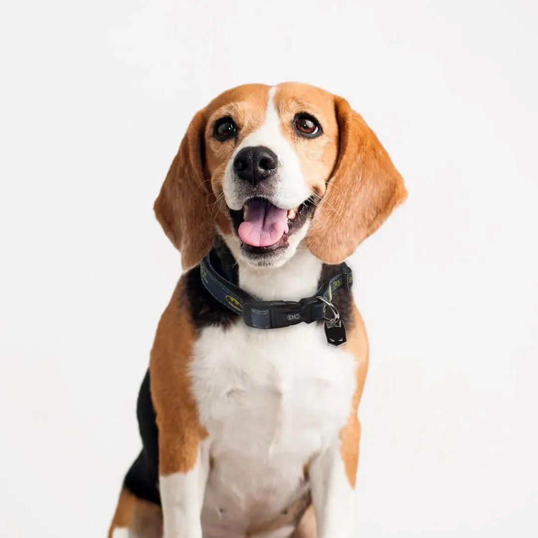 Collar de Batman para mascotas DC Comics | CiberMascotas