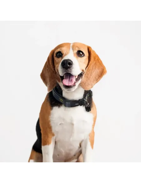 Collar de Batman para mascotas DC Comics | CiberMascotas