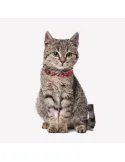 Collar para mascotas Minnie DC Disney | CiberMascotas