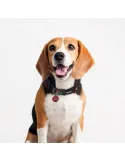 Collar Para Mascotas Capitán América De Marvel | CiberMascotas