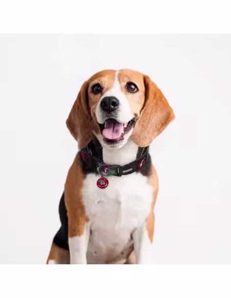 Collar Para Mascotas Capitán América De Marvel | CiberMascotas