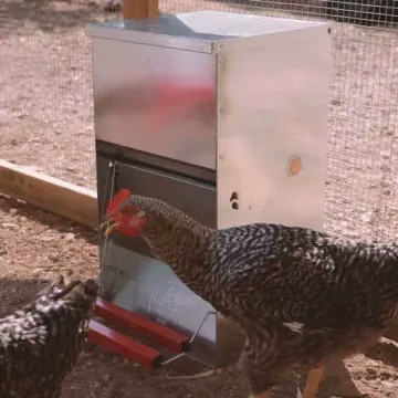 Comedero para gallinas con apertura mecánica "Safeed" · Todo para tus Gallinas