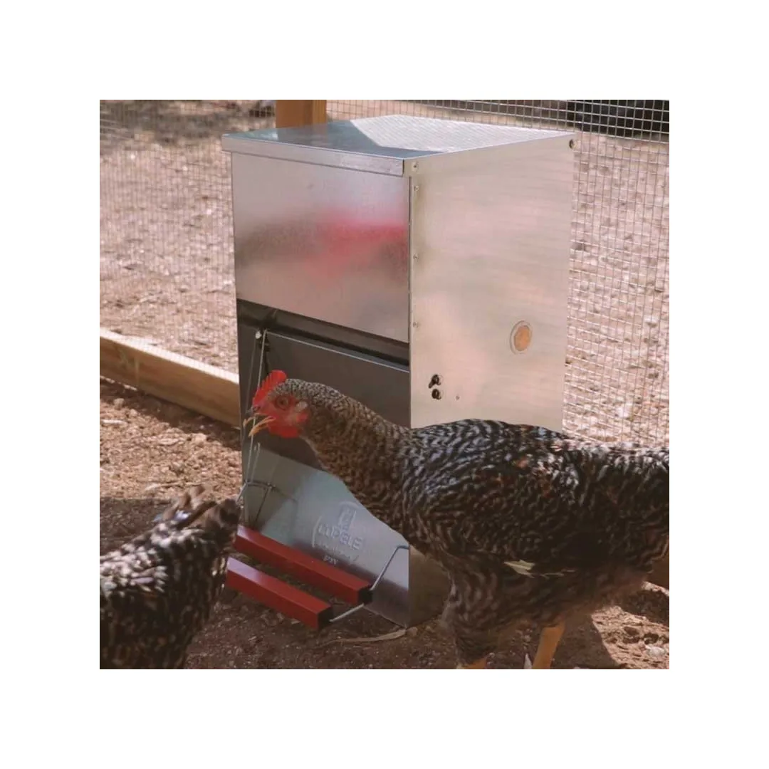 Comedero para gallinas con apertura mecánica "Safeed" | CiberMascotas