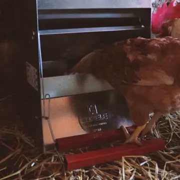 Comedero para gallinas con apertura mecánica "Safeed" · Todo para tus Gallinas