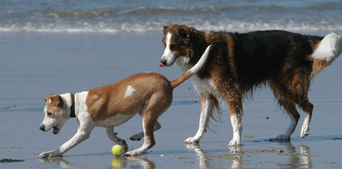 ¿Cuáles son las 5 mejores playas para llevar a tus perros en España?
