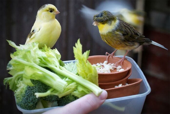 Cómo alimentar a nuestro canario y no morir en el intento
