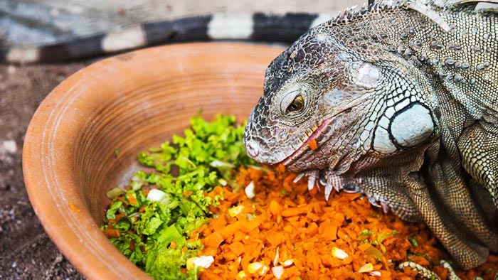 ¿Qué come una iguana?