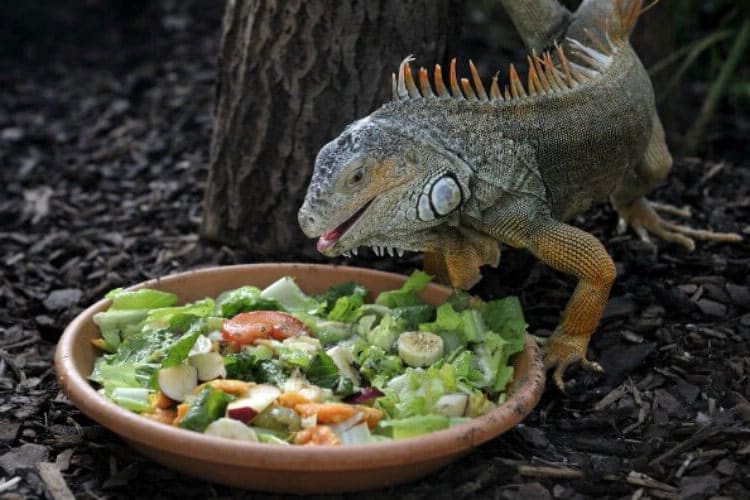 ¿Qué come una iguana?