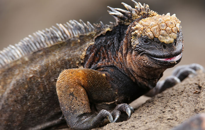¿Qué riesgos y amenazas pueden tener las iguanas que viven en cautiverio?