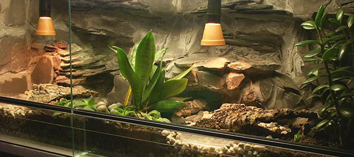 ¿Dónde puede vivir una iguana? En un terrario