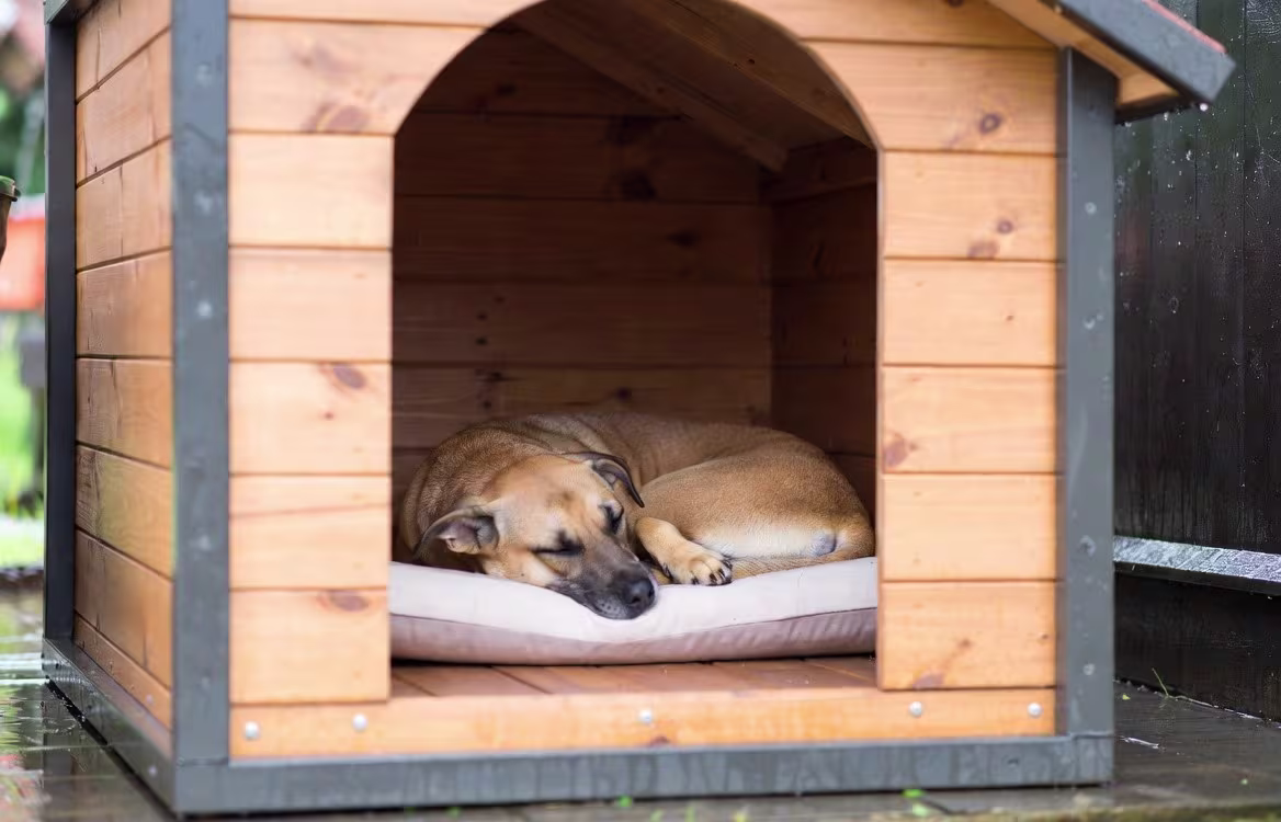 Perro descansando en el interior de una caseta acolchada mientras llueve en el exterior