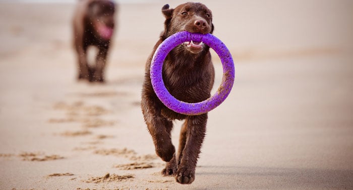 PLAYAS para PERROS en España