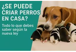 ¿Sueñas con Criar Cachorros en Casa? Descubre la Verdad Tras la Nueva Ley de Bienestar Animal (Ley 7/2023)